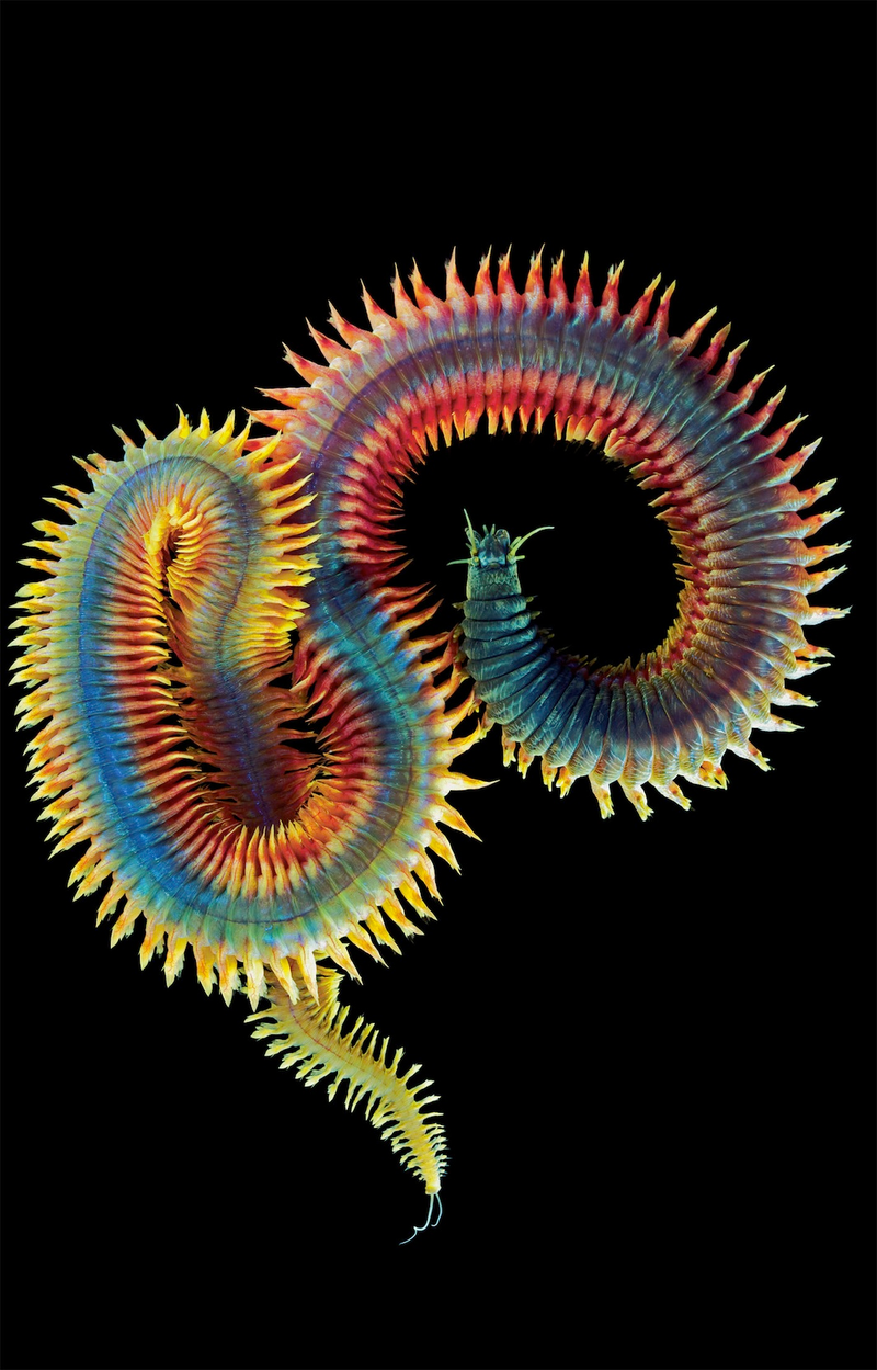 Illustration for article titled